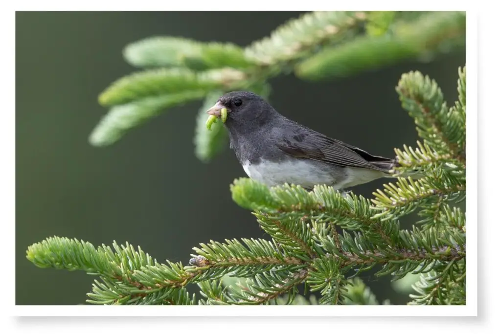 a Dark-eyed Junco perched in a pine with a caterpillar in its beak