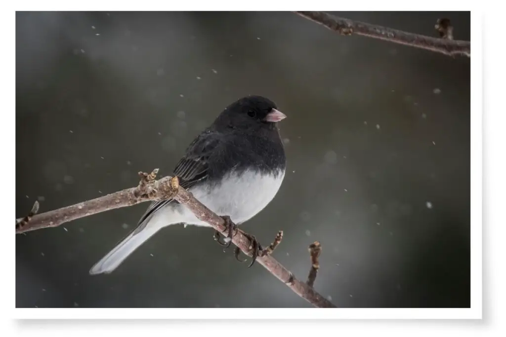 a Dark-eyed Junco perched on a branch in the snow