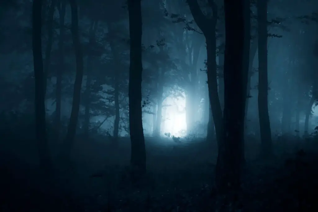 a light shining through a misty forest at night