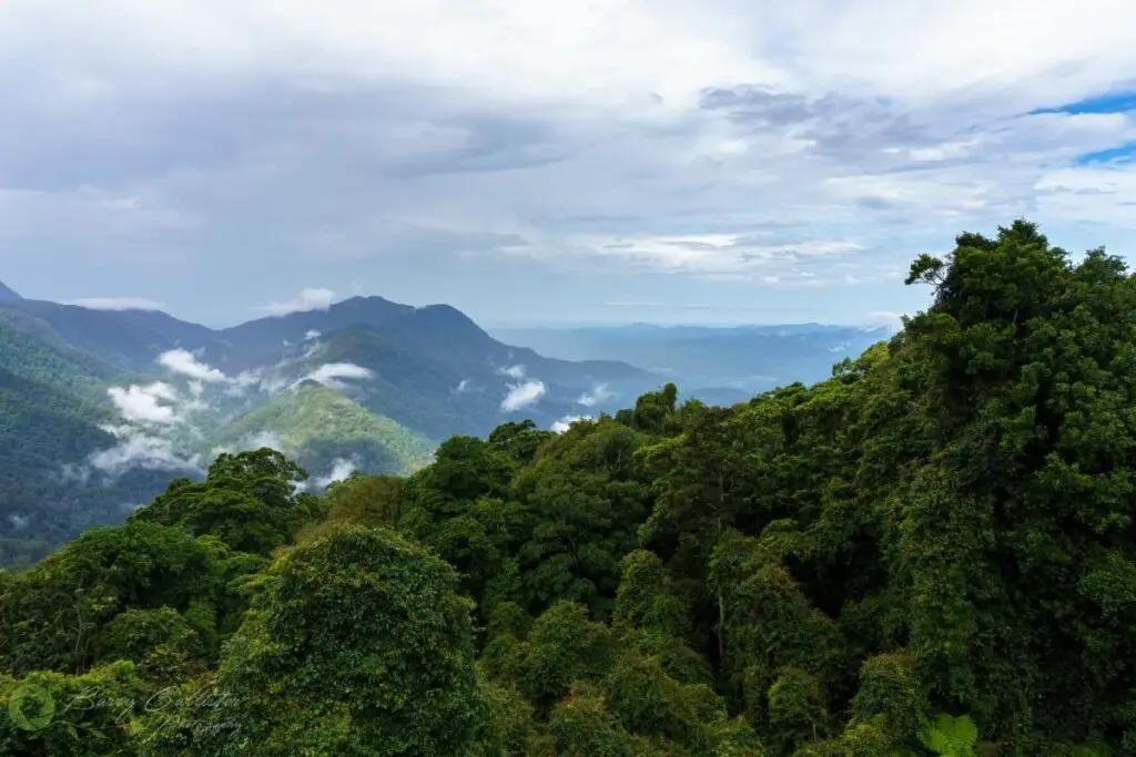 a view of the tropical rainforest in Dorrigo National Park