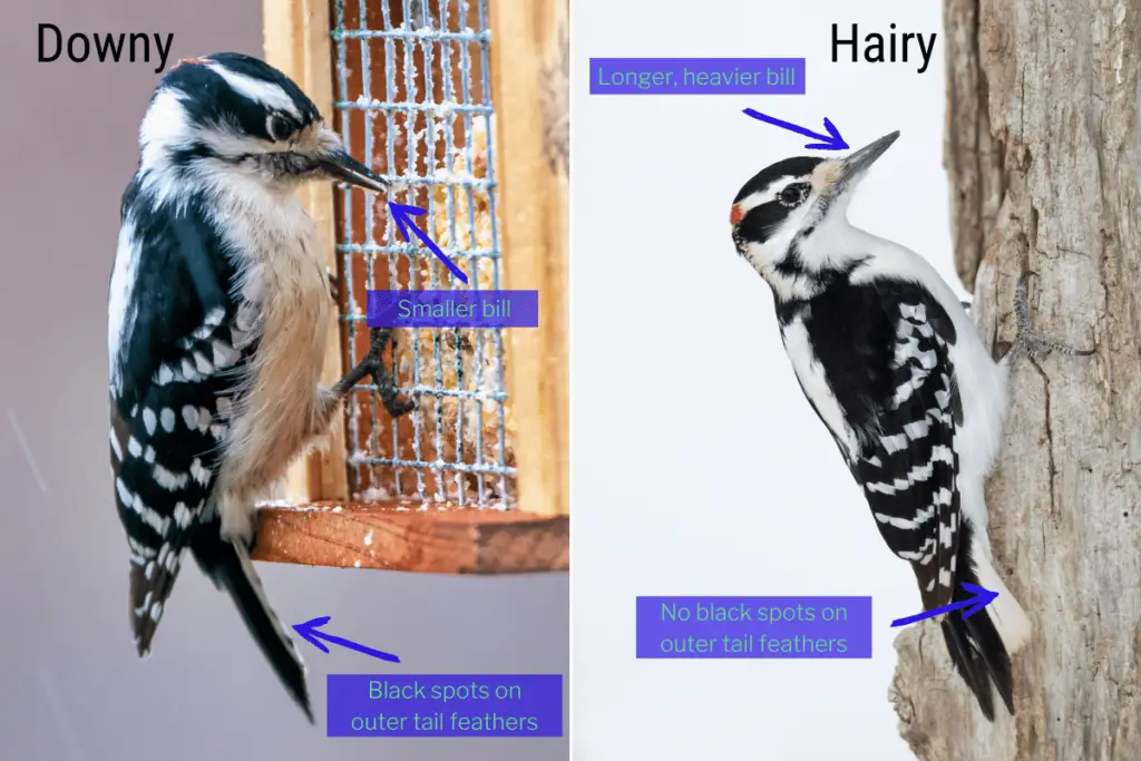 a Downy Woodpecker on the left and a Hairy Woodpecker on the right. Arrows and text point out the differences in their bills and tail feathers.
