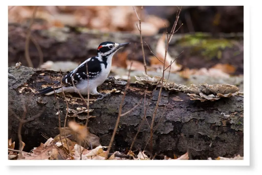 a Hairy Woodpecker perched on a log in the forest