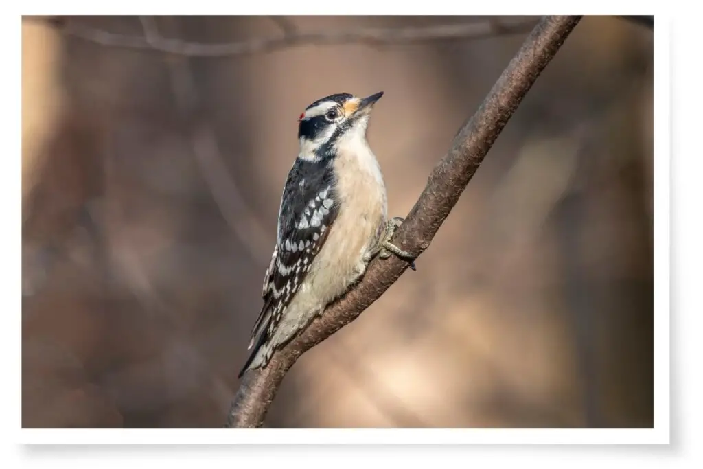 a Downy Woodpecker perched on a branch