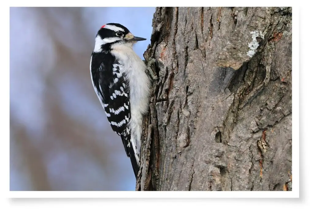 a Downy Woodpecker clinging to the trunk of a tree