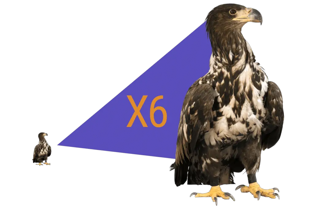 a picture of an Eagle, small on the left and then six times larger on the right. A purple triangle with X6 inside it joins the two.