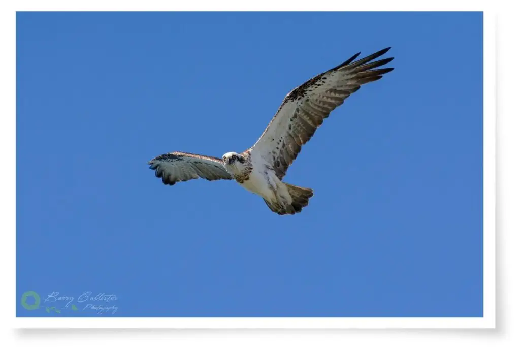 an Osprey flying in clear blue sky