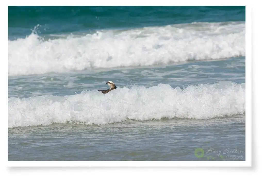 an Osprey emerging from waves after catching a fish