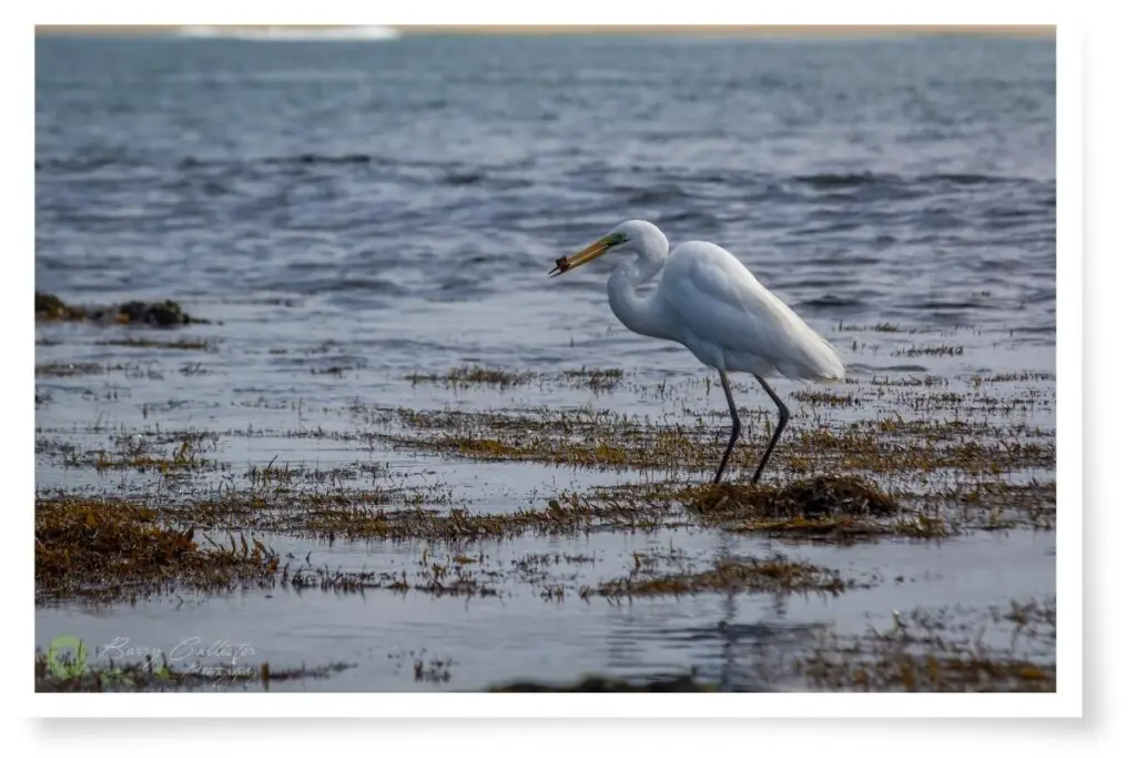 an Egret with a fish in its beak standing in water