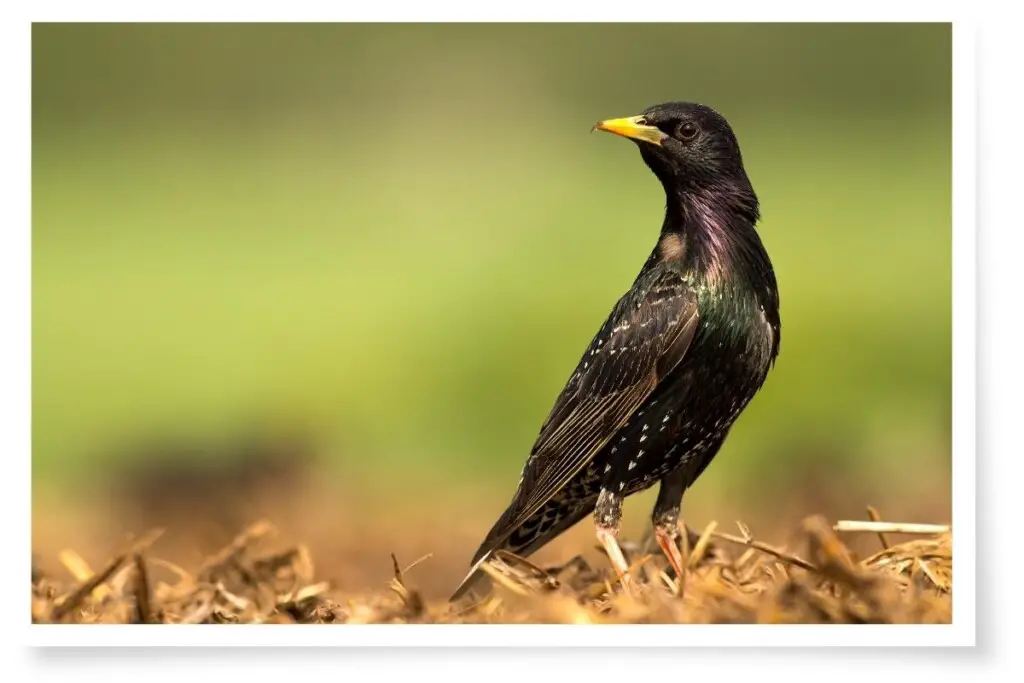 a European Starling standing on dry grass against a green background