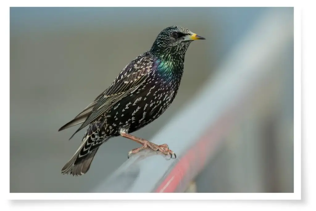 a European Starling perched on a fence rail