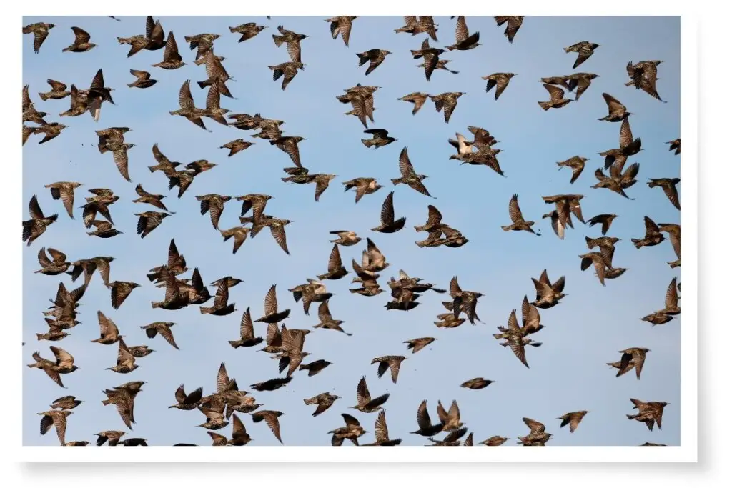 a flock of European Starlings flying in blue sky