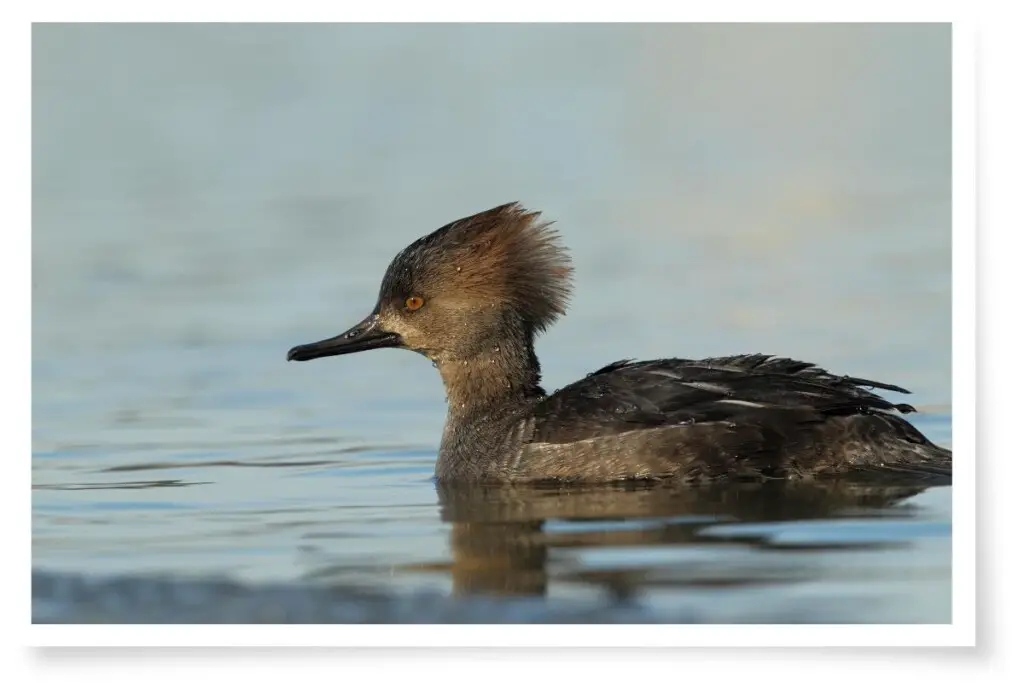 a female Hooded Merganser swimming