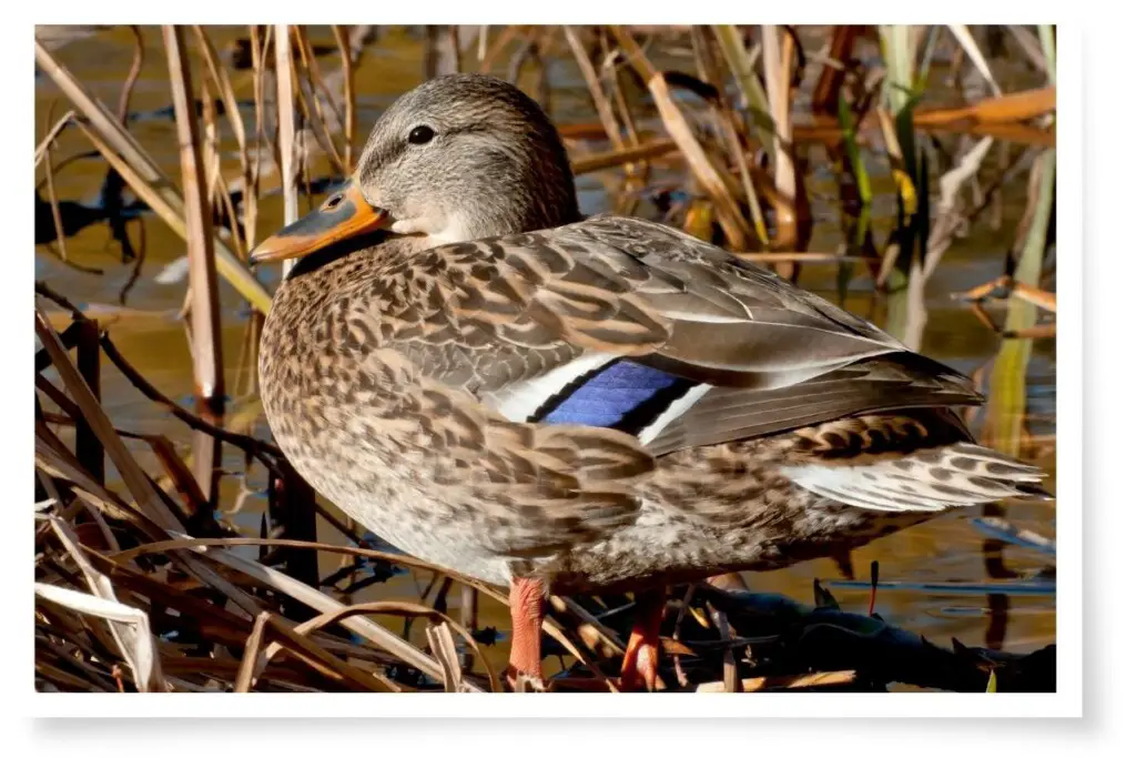 a female Mallard Duck standing in reeds