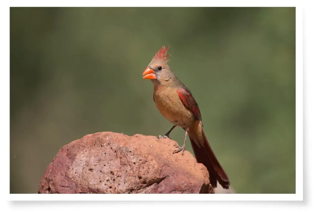 a female Northern Cardinal perched on a rock