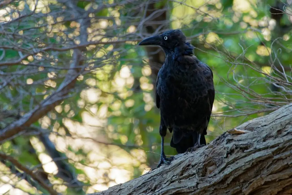 a Forest Raven perched on a branch