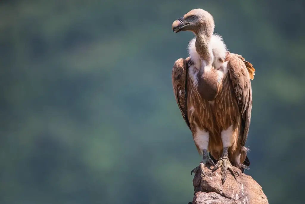 a Griffon Vulture perched on a rock in the sun