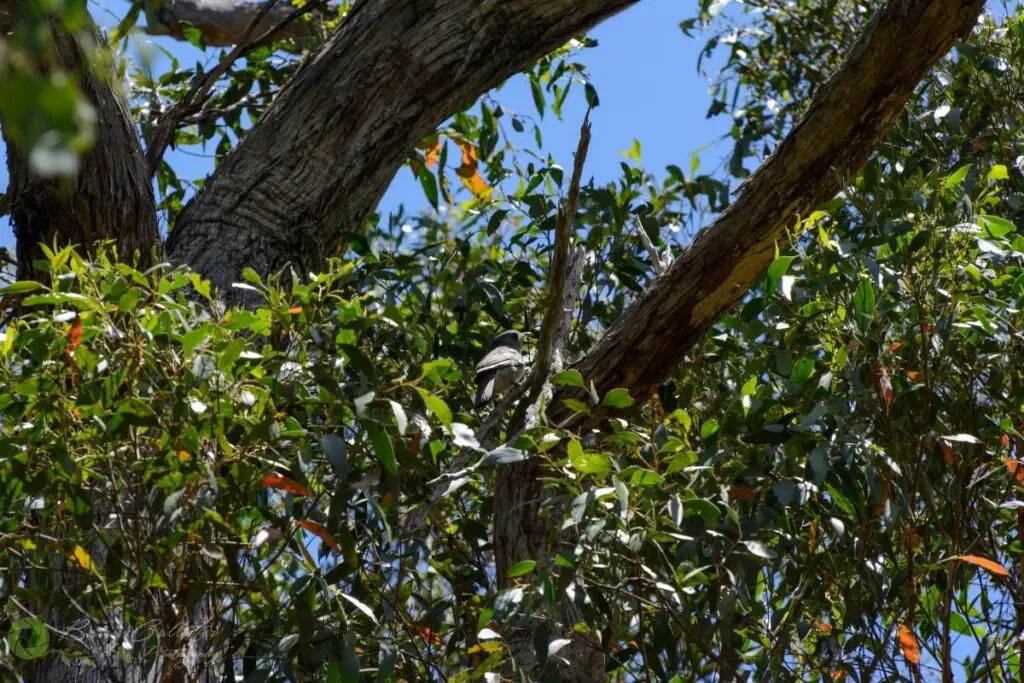 a Grey Shrike-thrush perched in a gum tree