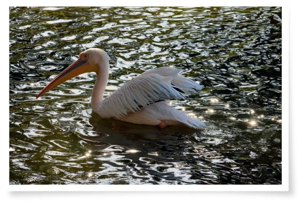 a Great White Pelican swimming