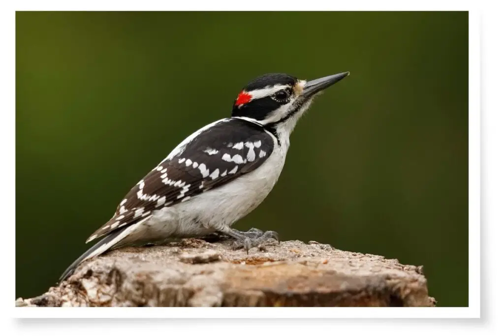 a Hairy Woodpecker perched on a stump