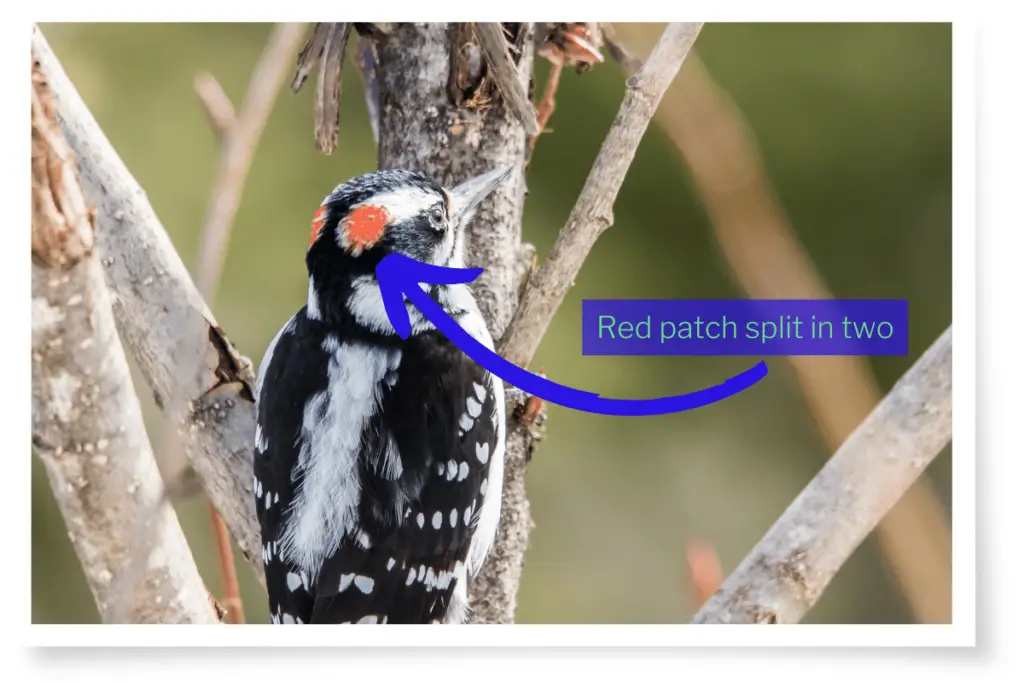 the back of a Hairy Woodpecker's head showing how the red spot is split into two parts