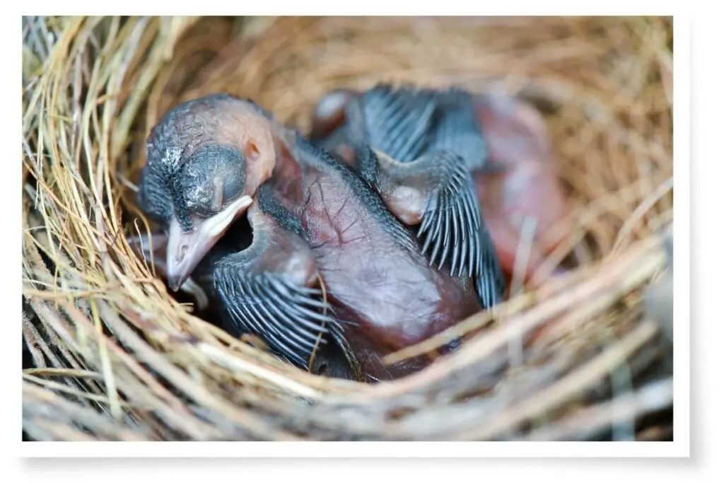 baby birds in a nest