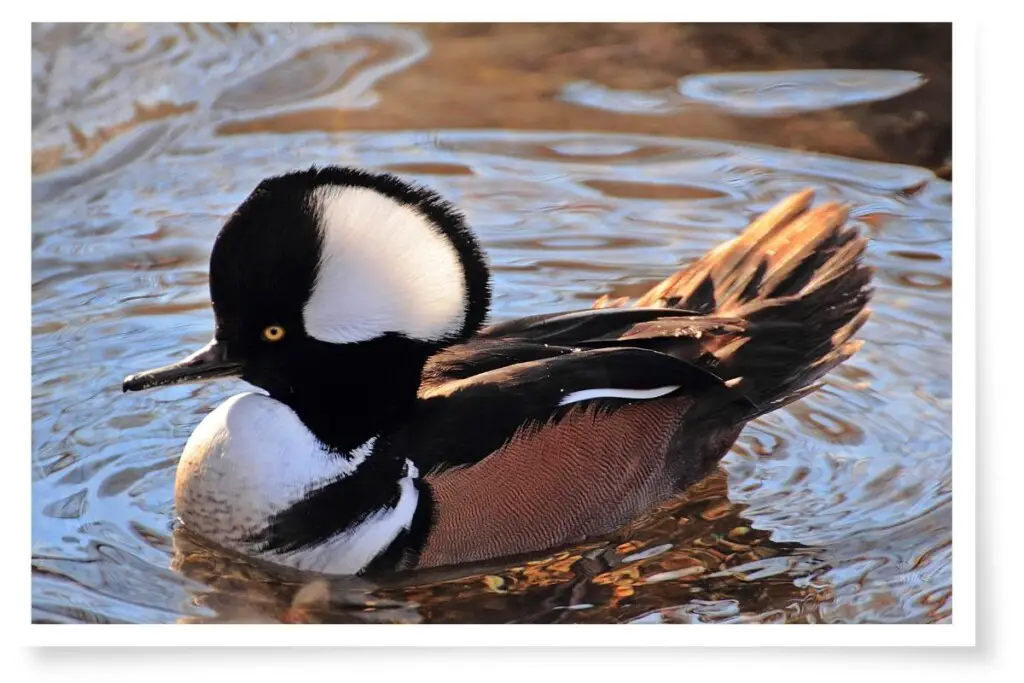 a male Hooded Merganser swimming