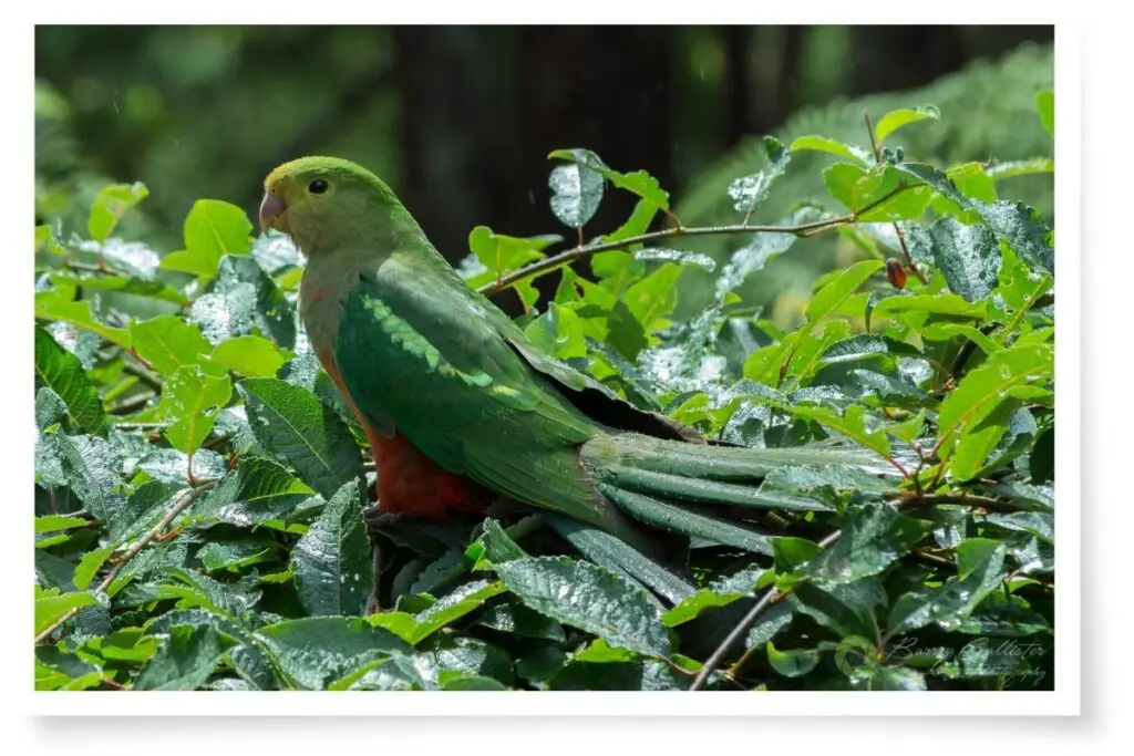 a juvenile male King Parrot perched on a green bush