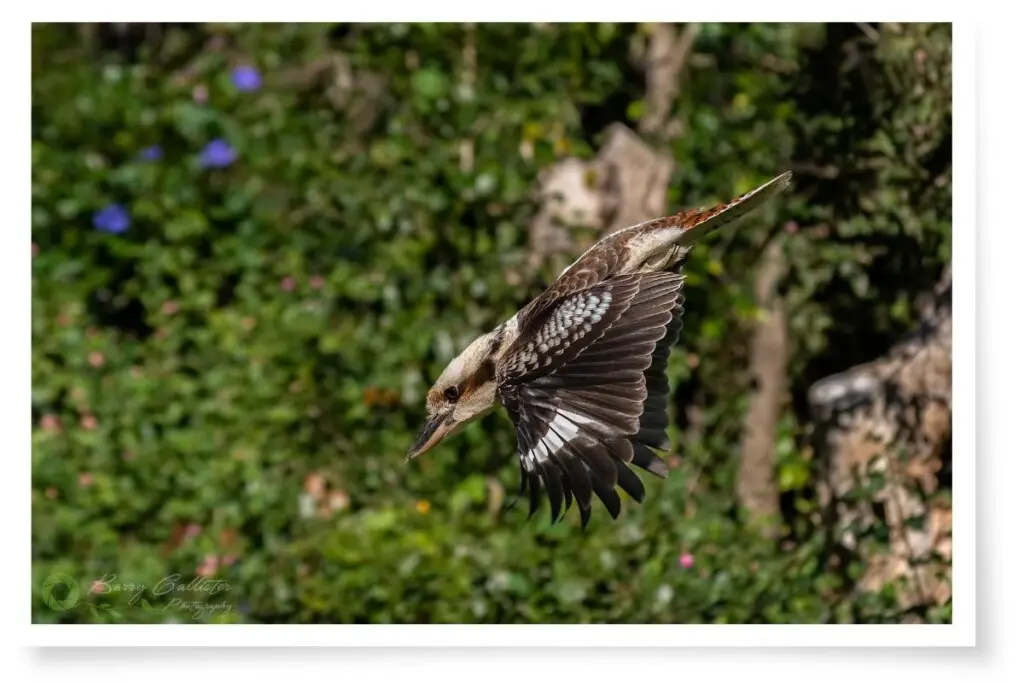 a Laughing Kookaburra flying in a dive with green foliage in the background