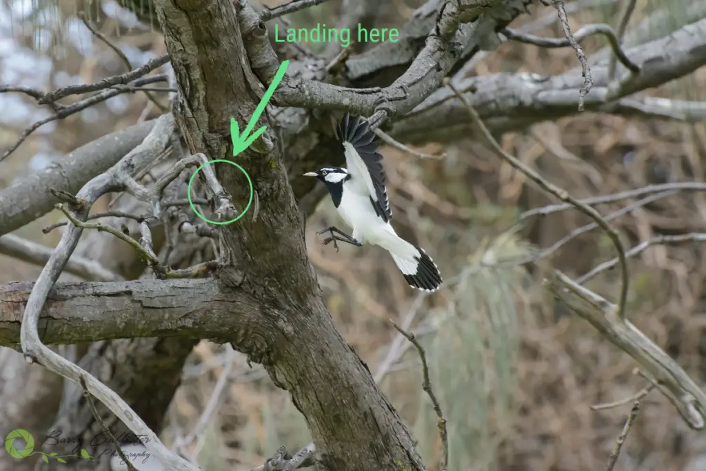 a Magpie Lark coming in to land on a tree with a green arrow pointing to where it will land and text Landing Here