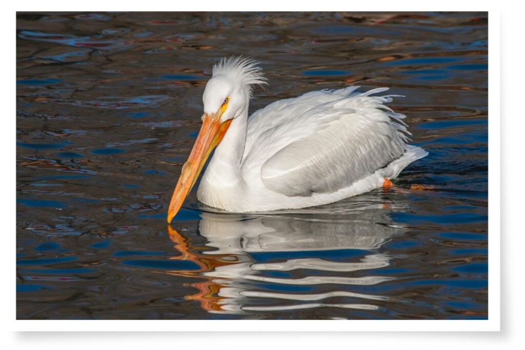 an American white pelican swimming