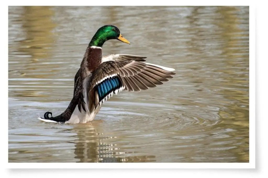 a male Mallard Duck raised up on the water flapping his wings