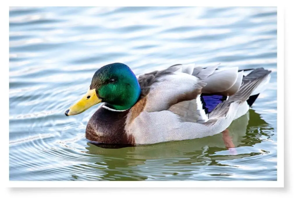 a male Mallard Duck swimming