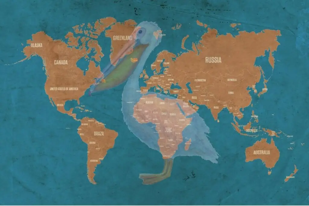 a map of the world with countries marked and a transparent image of a pelican over the top