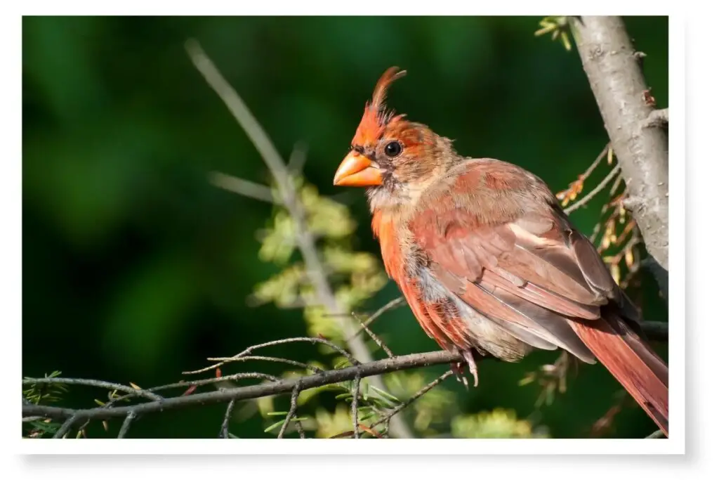 a Northern Cardinal that is molting