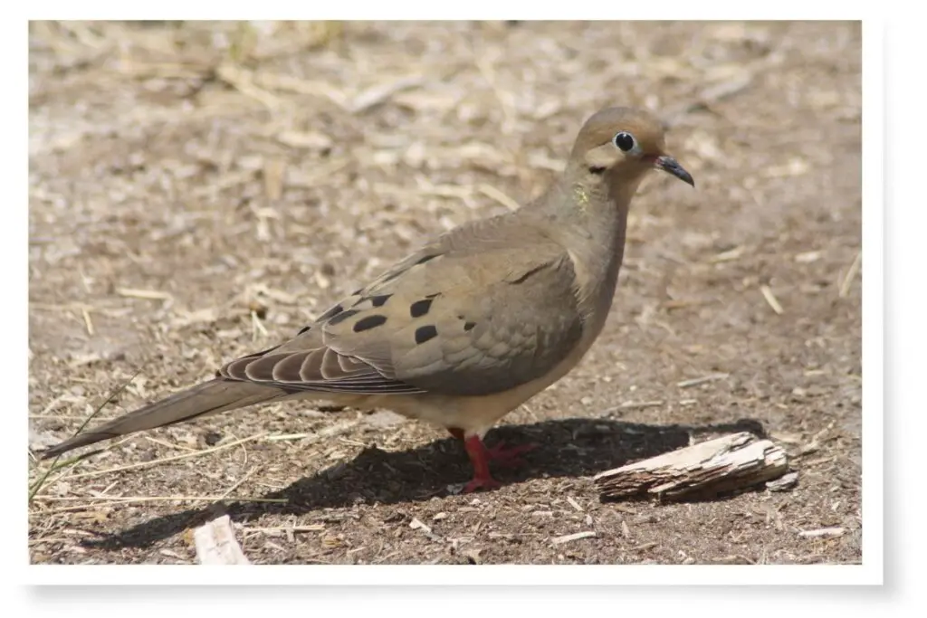 a Mourning Dove standing on the ground