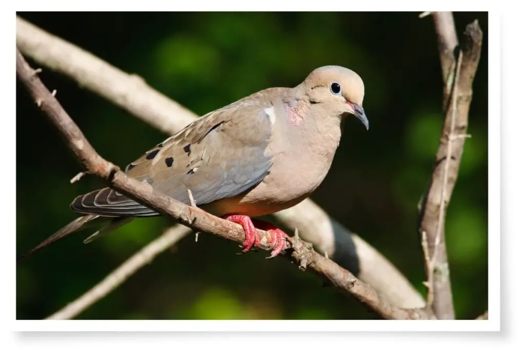 a Mourning Dove perched on a branch