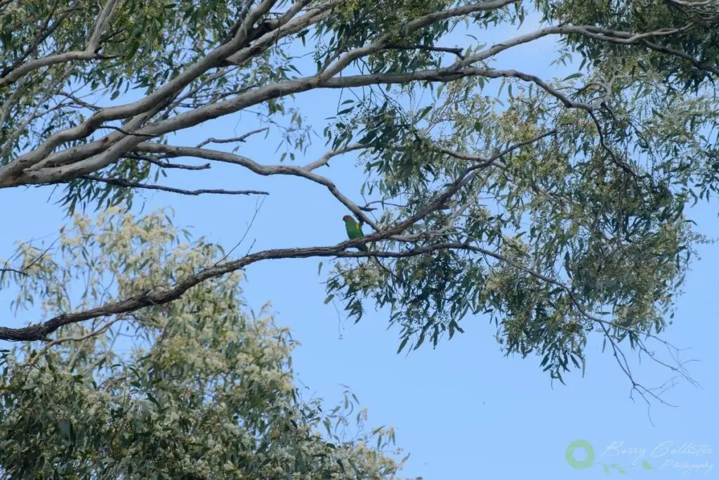 a Musk Lorikeet perched in a gum tree