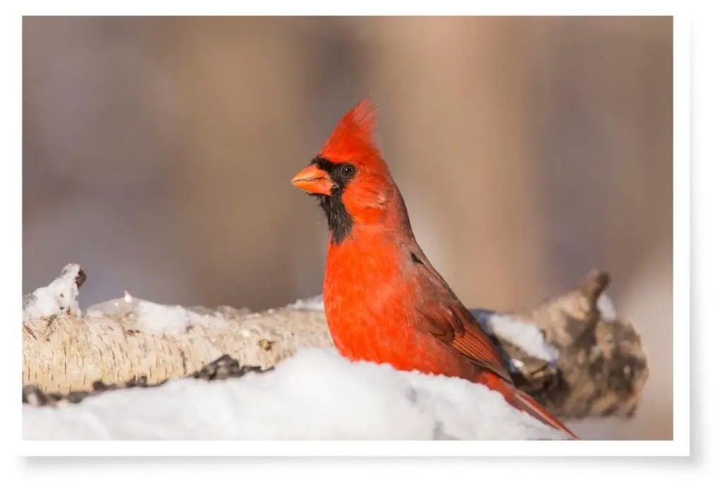 a Northern Cardinal standing in the snow