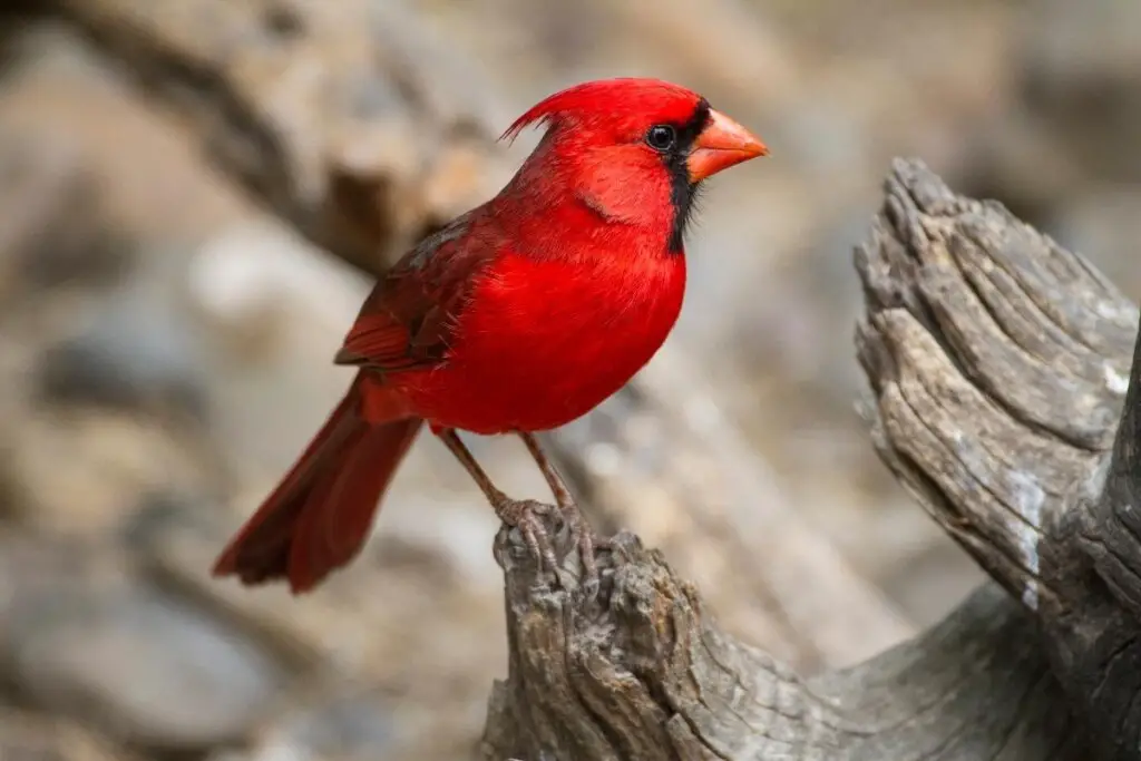 a Northern Cardinal perched on a log