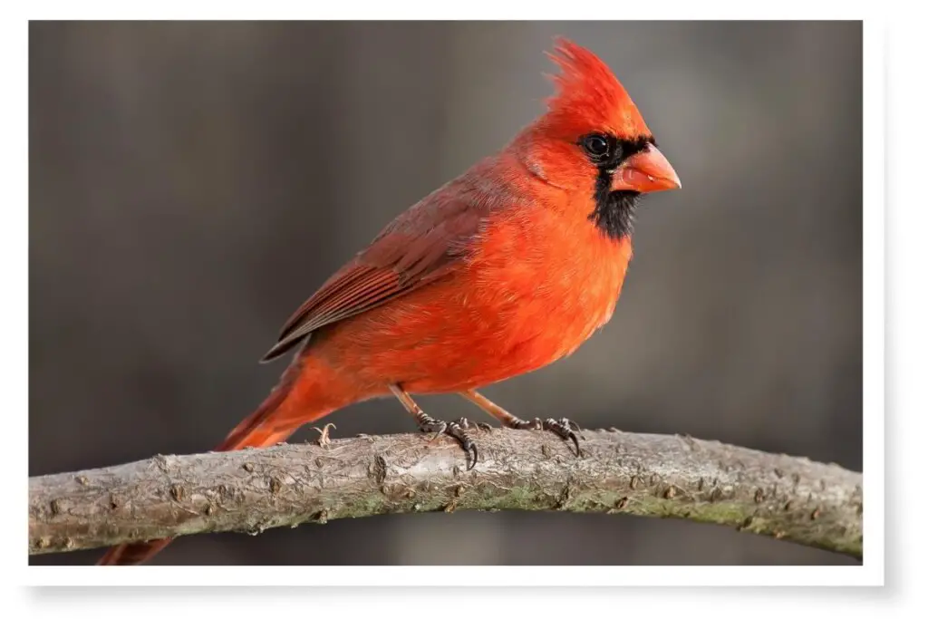 a male Northern Cardinal perched on a branch
