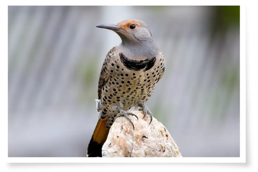 a Northern Flicker perched on a rock