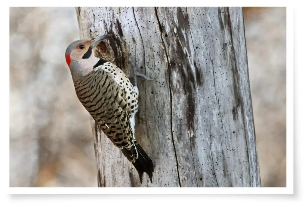 a Northern Flicker clinging to the trunk of a tree