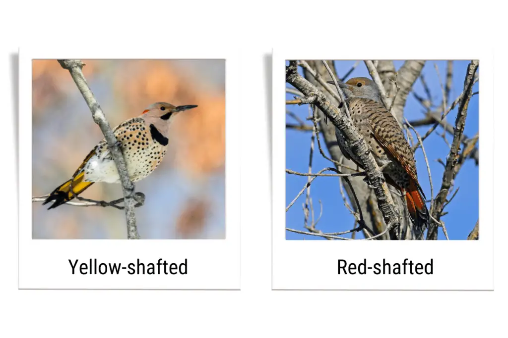on the left is a Yellow Shafted Northern Flicker. On the right is a Red-shafted Northern Flicker