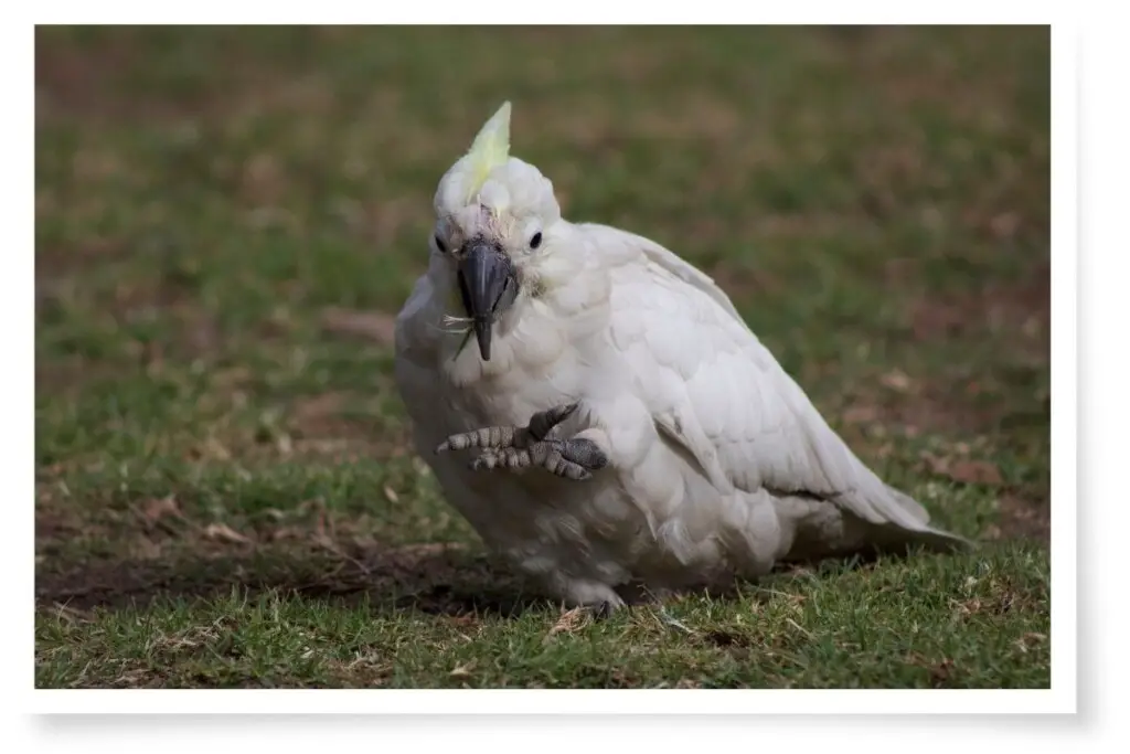 how birds age - an old Sulphur-crested Cockatoo