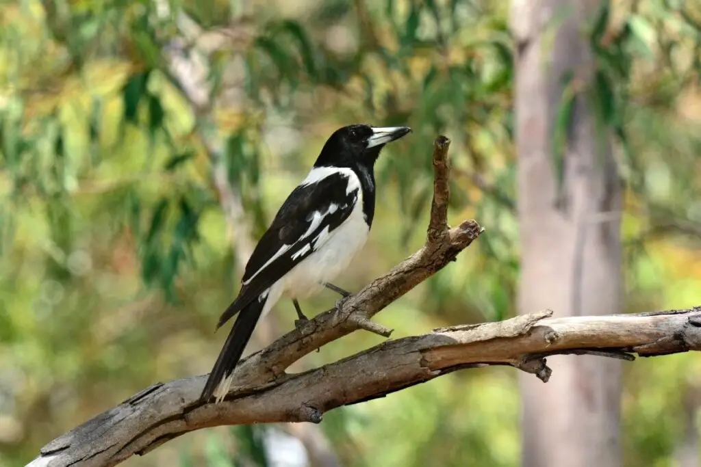 a Pied Butcherbird perched on a branch