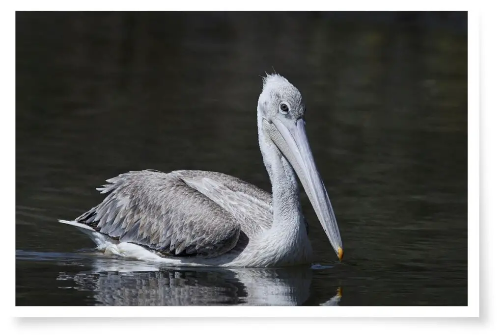 a Pink-backed Pelican swimming
