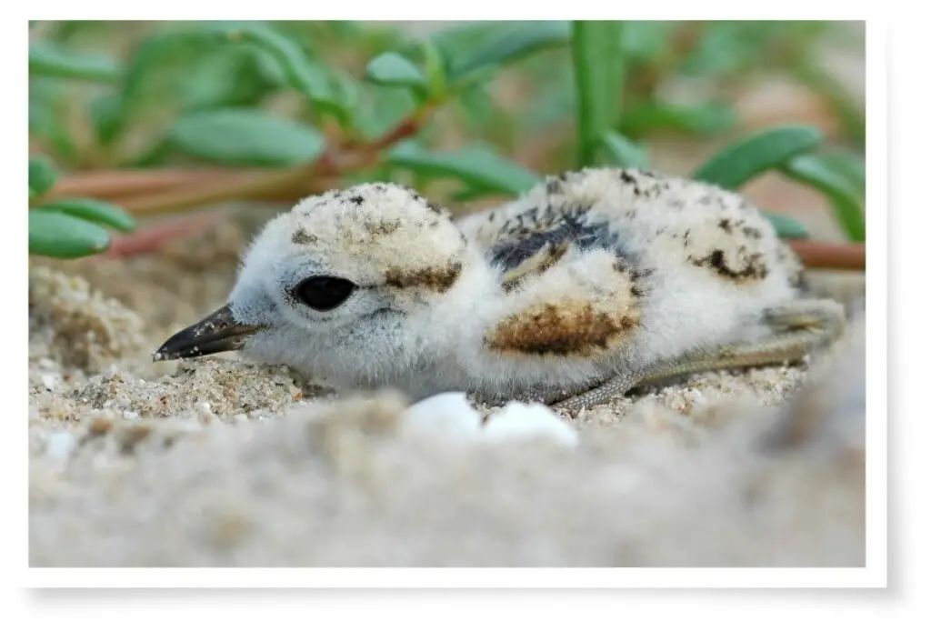 a Plover chick with natal down
