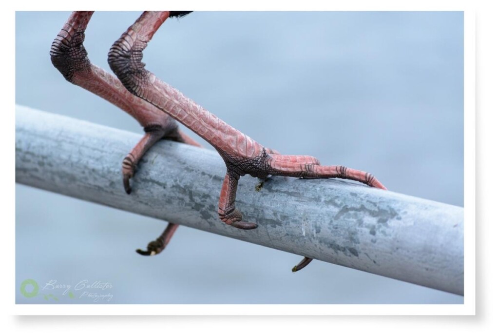 the legs of an Australasian Swamphen clutching a metal railing