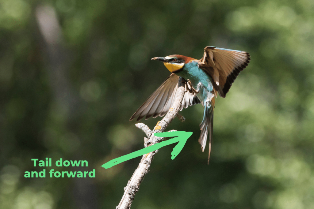 a European Bee-eater landing on a branch with a large green arrow pointing to its tail and text reading 'Tail down and forward'
