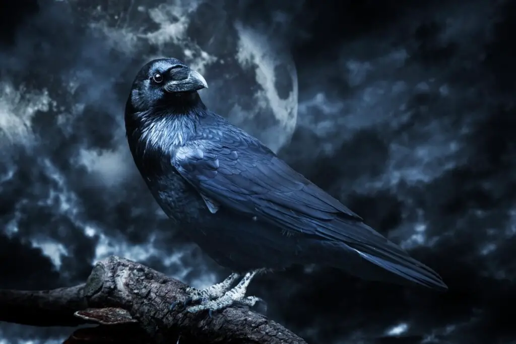 a raven perched on a branch in front of a cloudy moonlit sky